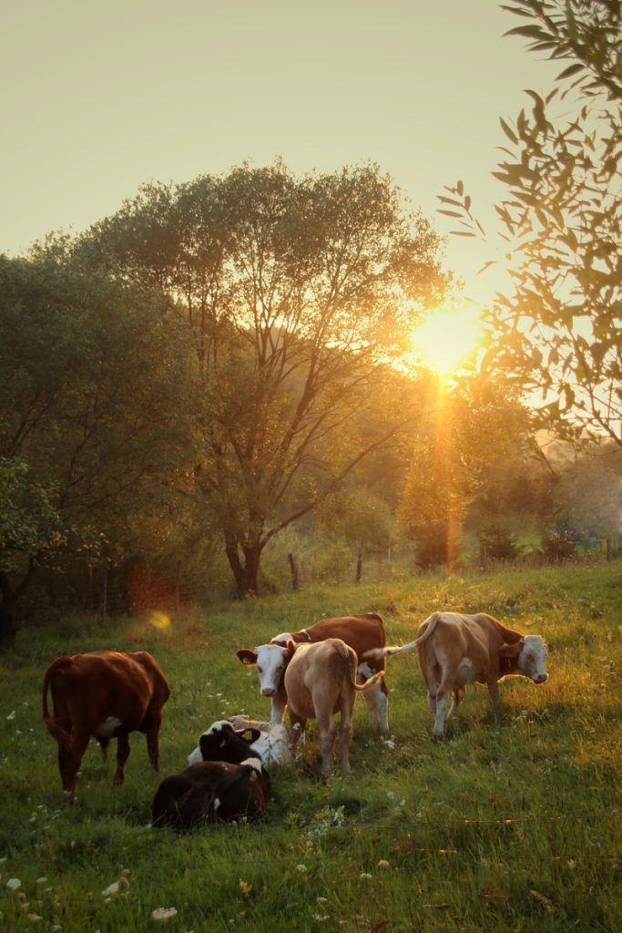 herd of cattle standing on green grass